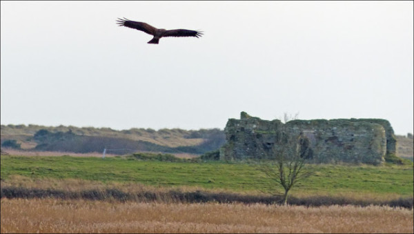 bl_z_103Minsmere harrier1