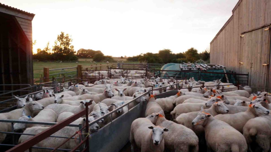 sheep and archaeology