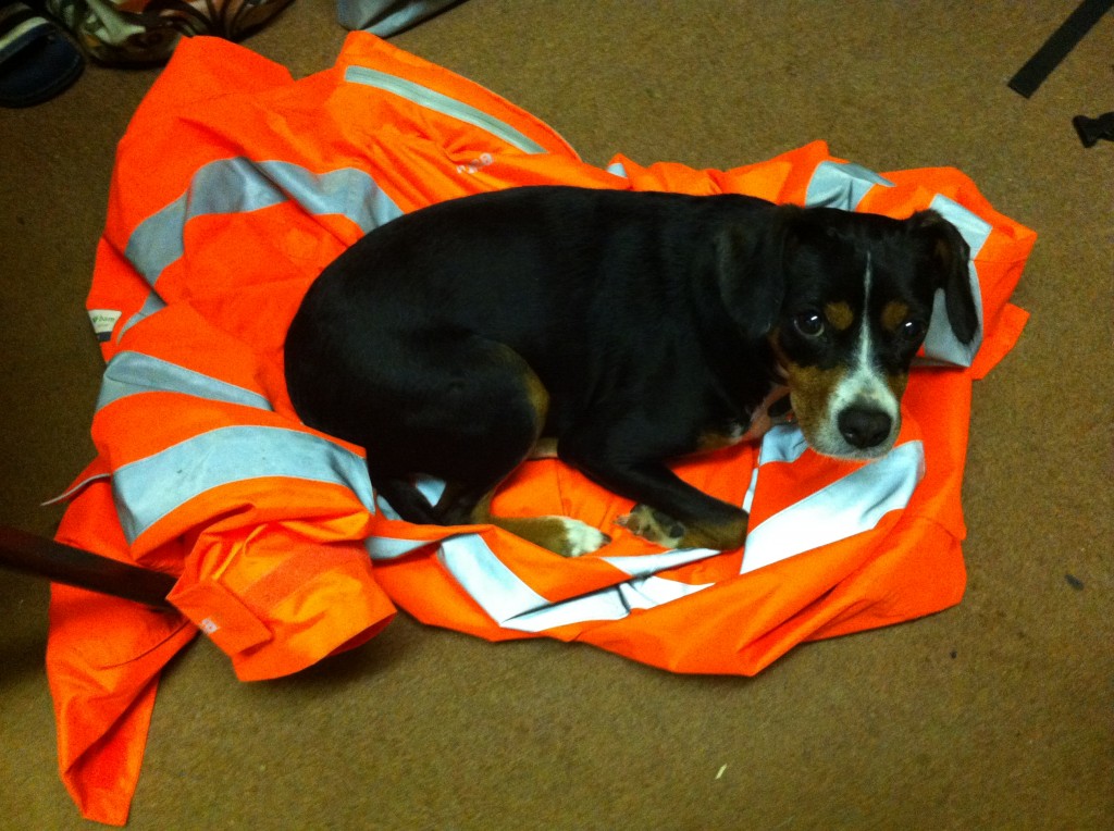 Site Dog and Hi Viz