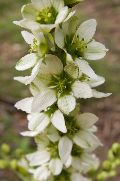 Veratum album