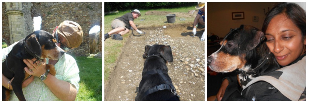 Site Dog in control!