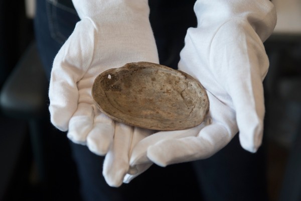the first art shell reverse