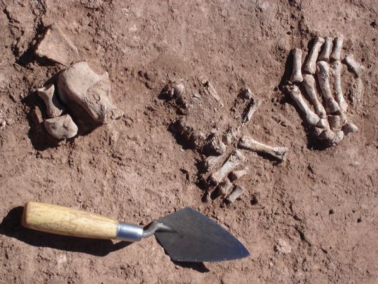 Lime-covered hand and foot bones