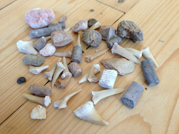 fossil collection 2