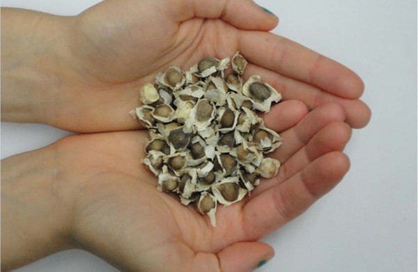 moringa seeds 600x390