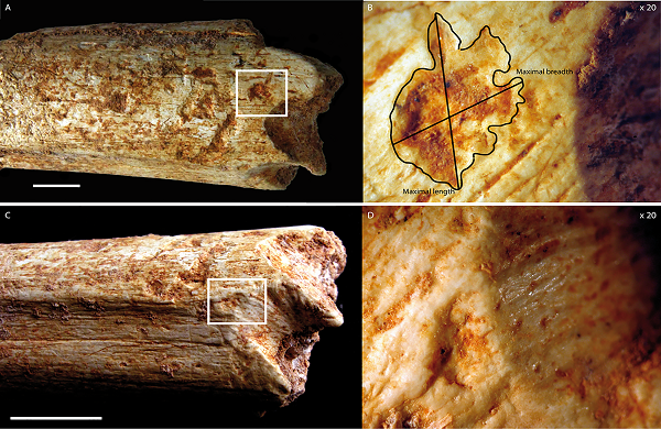Carnivore marks on the distal end of the Femur. Picture Credit: C. Daujeard