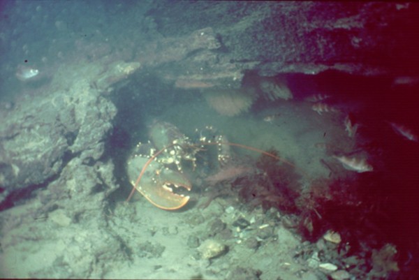 lobster with flints excavated in it's burrow as it makes a home below a fallen oak tree in the Bouldnor Cliff landscape that is now 11m underwater