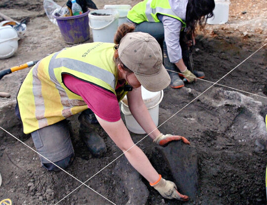 Archaeologist excavates a mammoth tibia