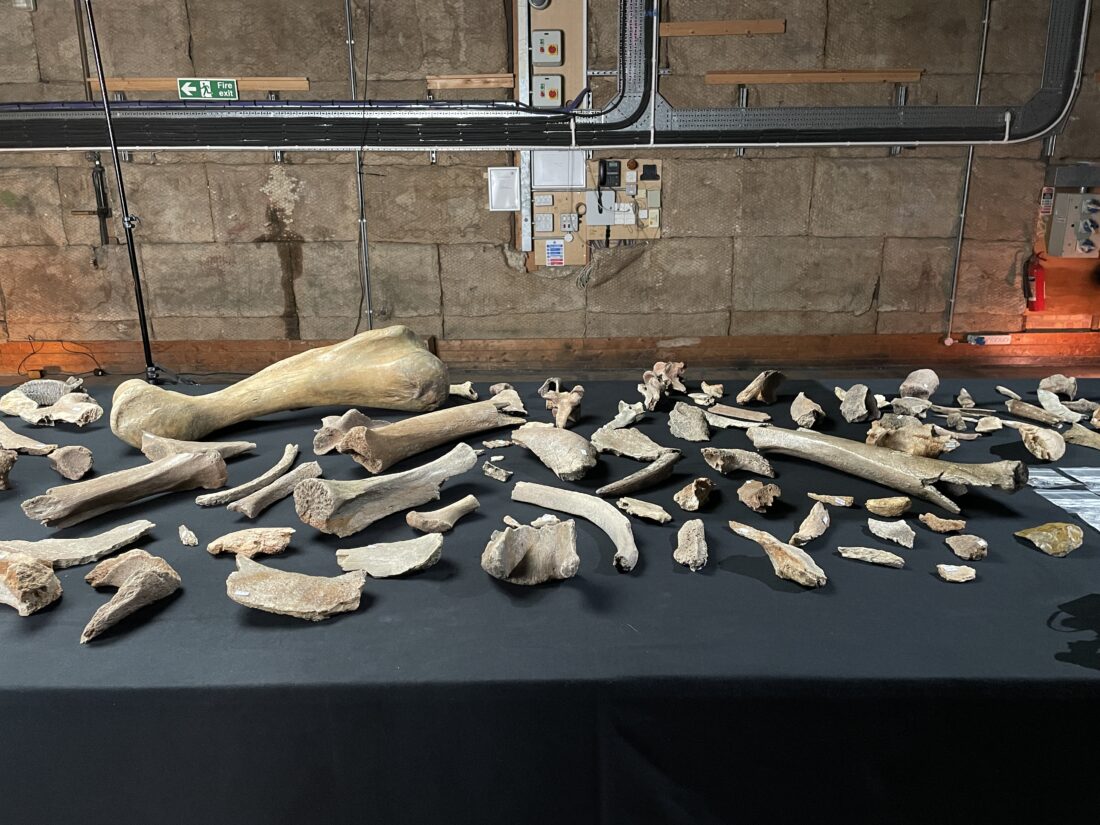 Mammoth bones from Hollingsworth and DigVentures collections combined