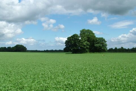 A scenic field at Elmswell Farm in East Yorkshire