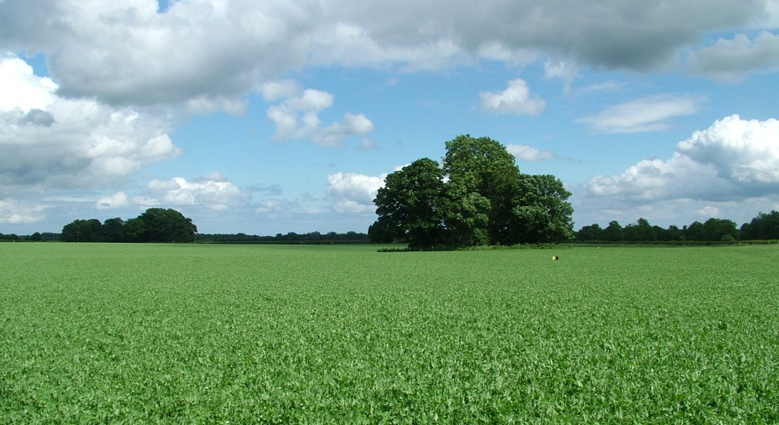 A scenic field at Elmswell Farm in East Yorkshire
