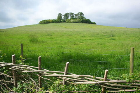 Round Hill Clumps
