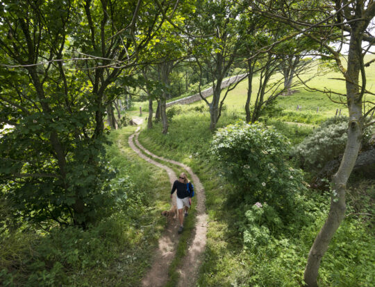 A person with a dog walks along a woodland path